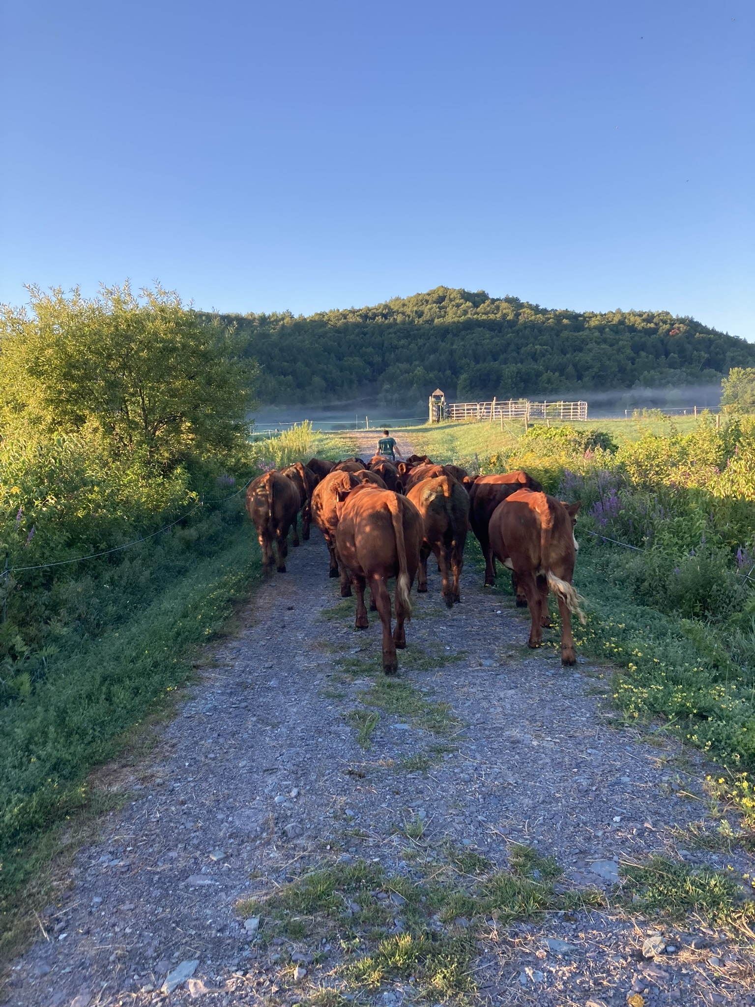 A farmer herding a group of brown cattle along a gravel path surrounded by lush greenery and rolling hills under a clear blue sky.