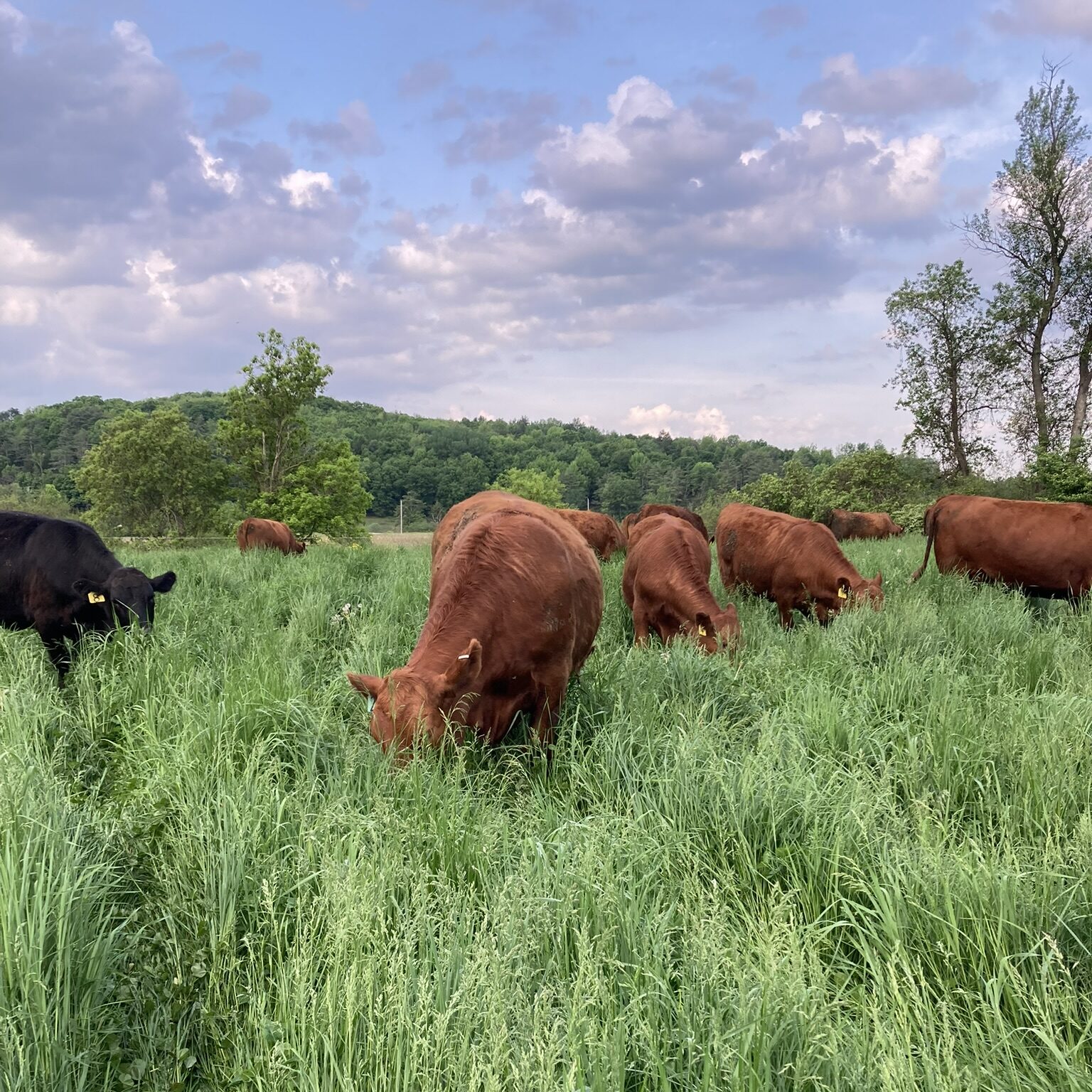 Brown and black cows grazing in a lush green pasture under a partly cloudy sky, surrounded by trees and rolling hills.
